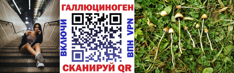omg зеркало  Усть-Джегута  Галлюциногенные грибы Magic Shrooms 