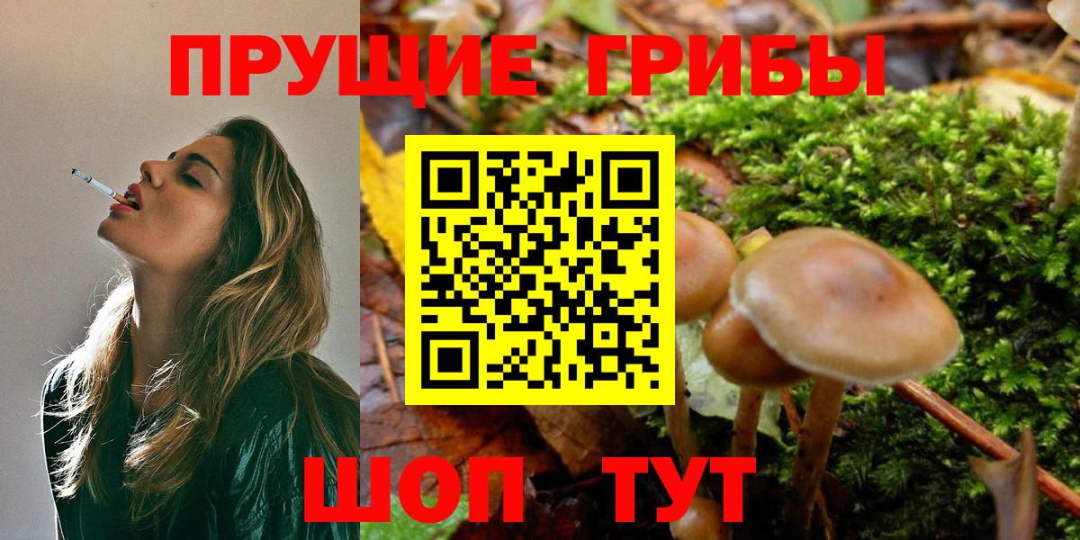 Усть-Джегута  Псилоцибиновые грибы Psilocybine cubensis  Вход с VPN 